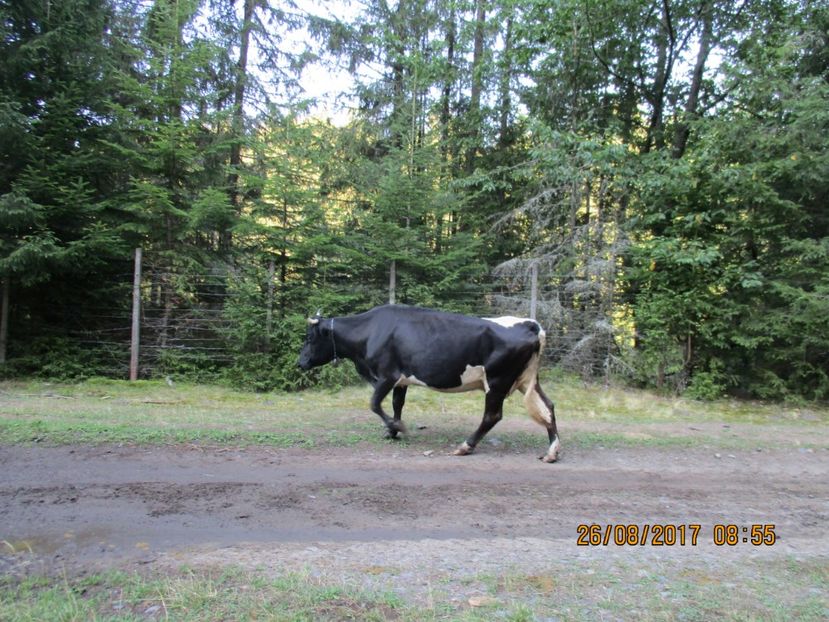  - COBORATUL DE LA STANA 2017 Dealul Alb cu vacile