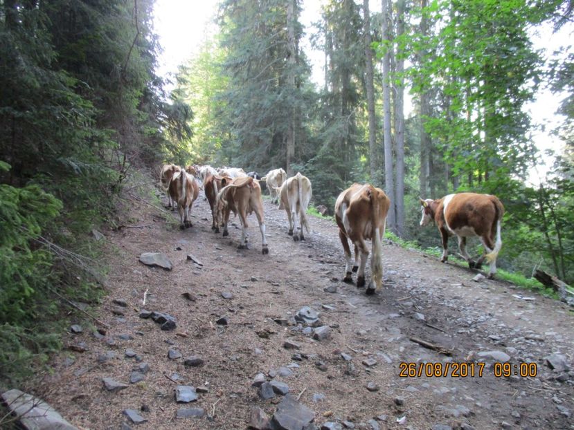  - COBORATUL DE LA STANA 2017 Dealul Alb cu vacile