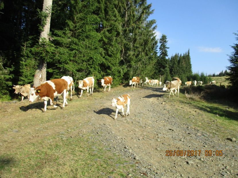  - COBORATUL DE LA STANA 2017 Dealul Alb cu vacile