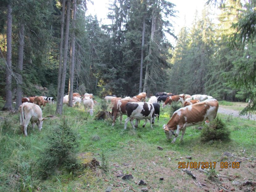  - COBORATUL DE LA STANA 2017 Dealul Alb cu vacile
