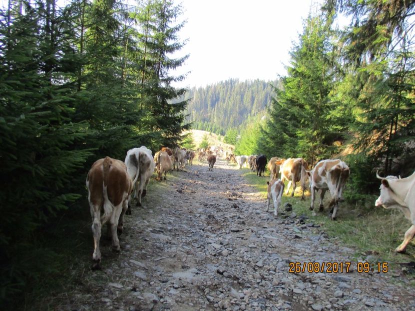  - COBORATUL DE LA STANA 2017 Dealul Alb cu vacile