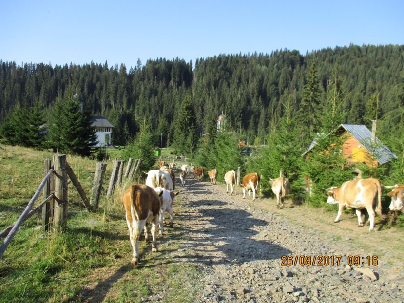  - COBORATUL DE LA STANA 2017 Dealul Alb cu vacile