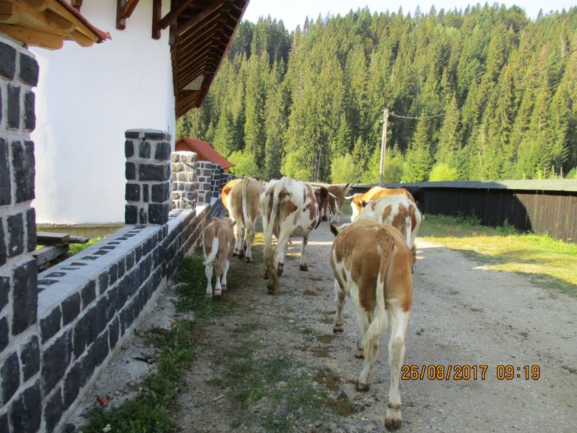  - COBORATUL DE LA STANA 2017 Dealul Alb cu vacile