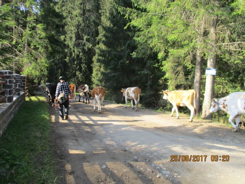  - COBORATUL DE LA STANA 2017 Dealul Alb cu vacile