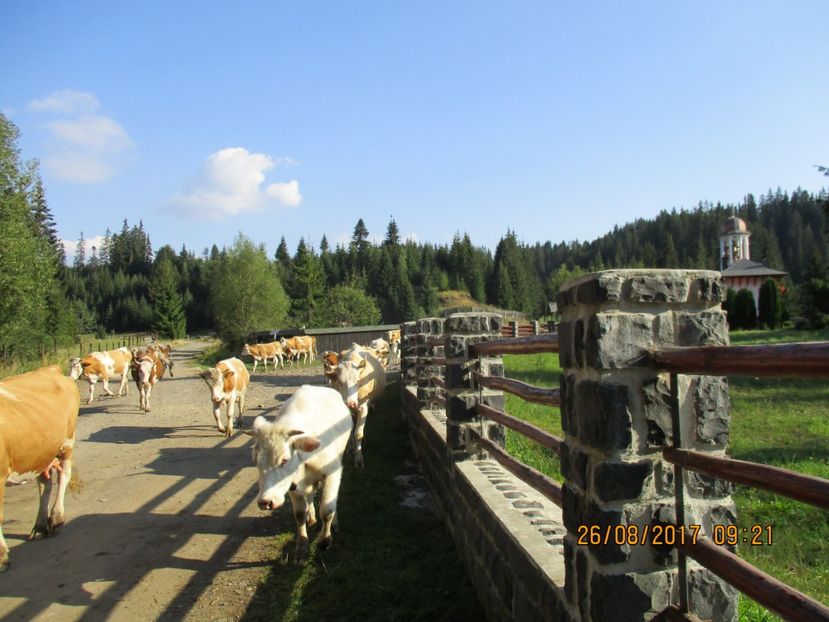  - COBORATUL DE LA STANA 2017 Dealul Alb cu vacile