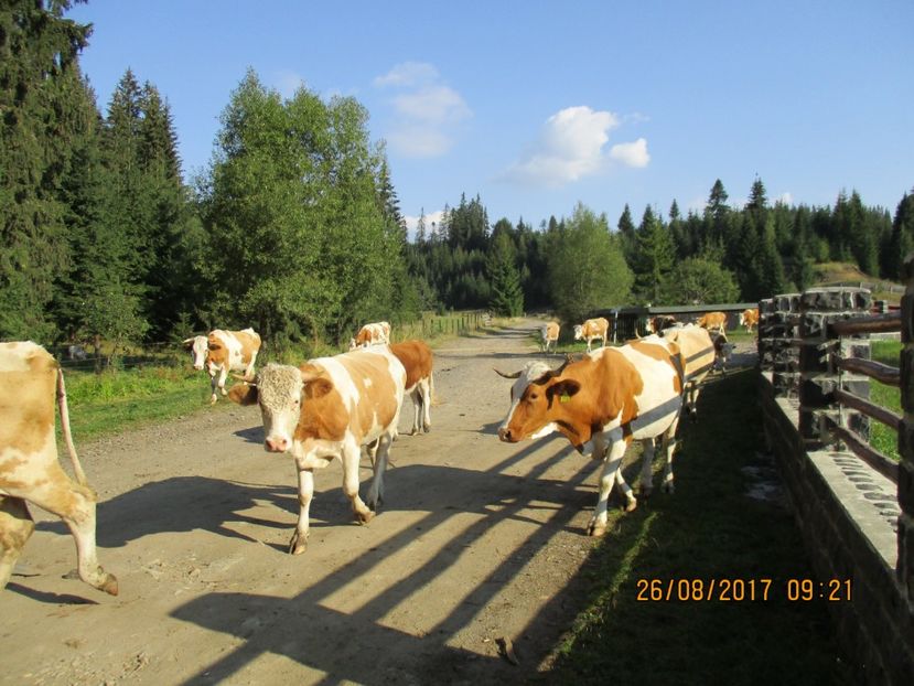  - COBORATUL DE LA STANA 2017 Dealul Alb cu vacile