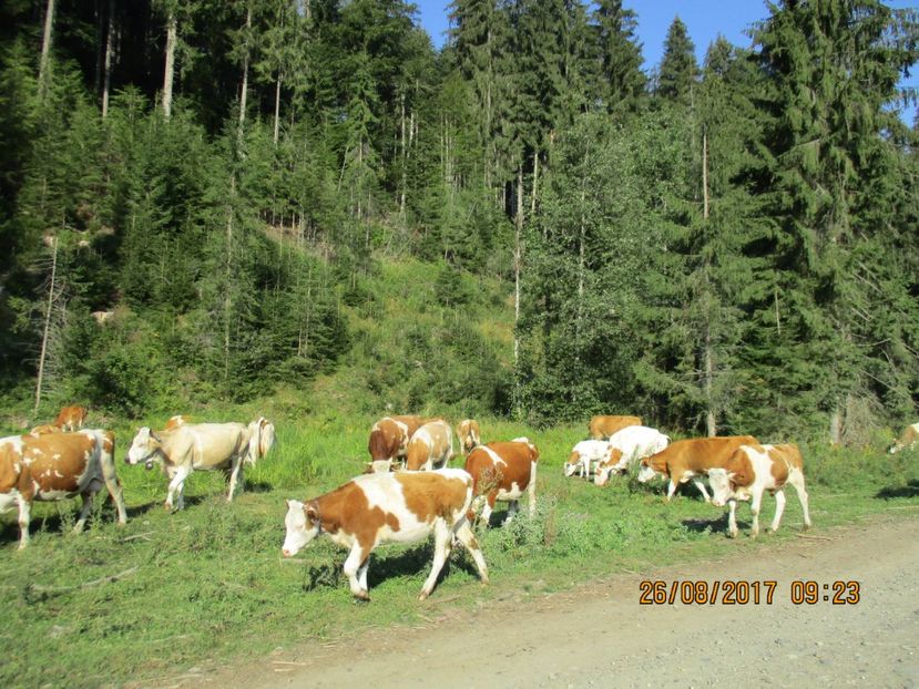  - COBORATUL DE LA STANA 2017 Dealul Alb cu vacile