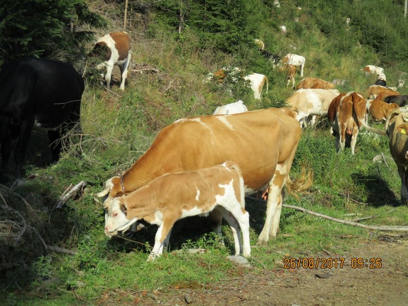  - COBORATUL DE LA STANA 2017 Dealul Alb cu vacile