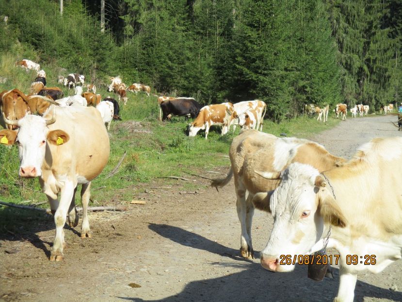  - COBORATUL DE LA STANA 2017 Dealul Alb cu vacile
