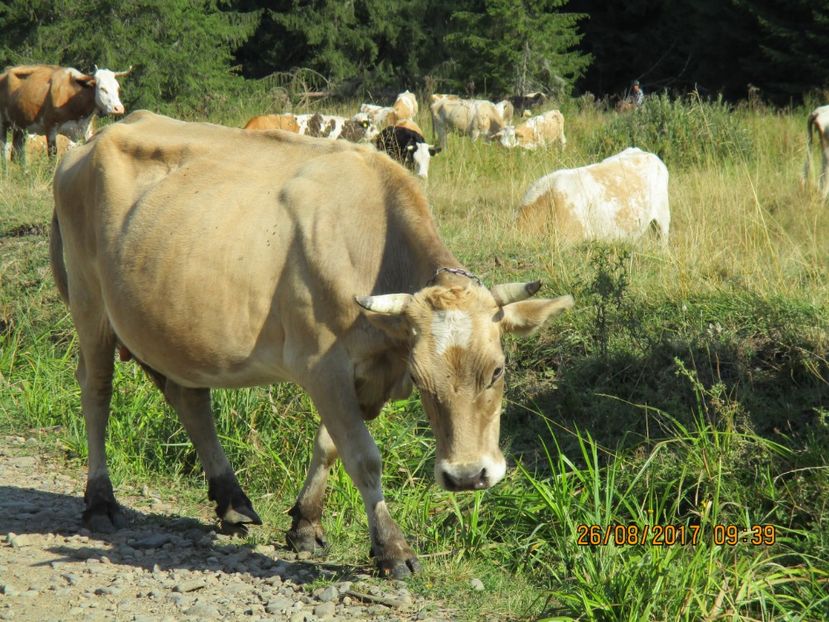  - COBORATUL DE LA STANA 2017 Dealul Alb cu vacile