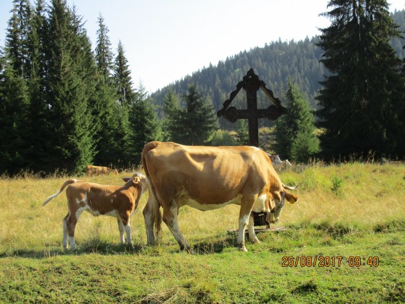  - COBORATUL DE LA STANA 2017 Dealul Alb cu vacile