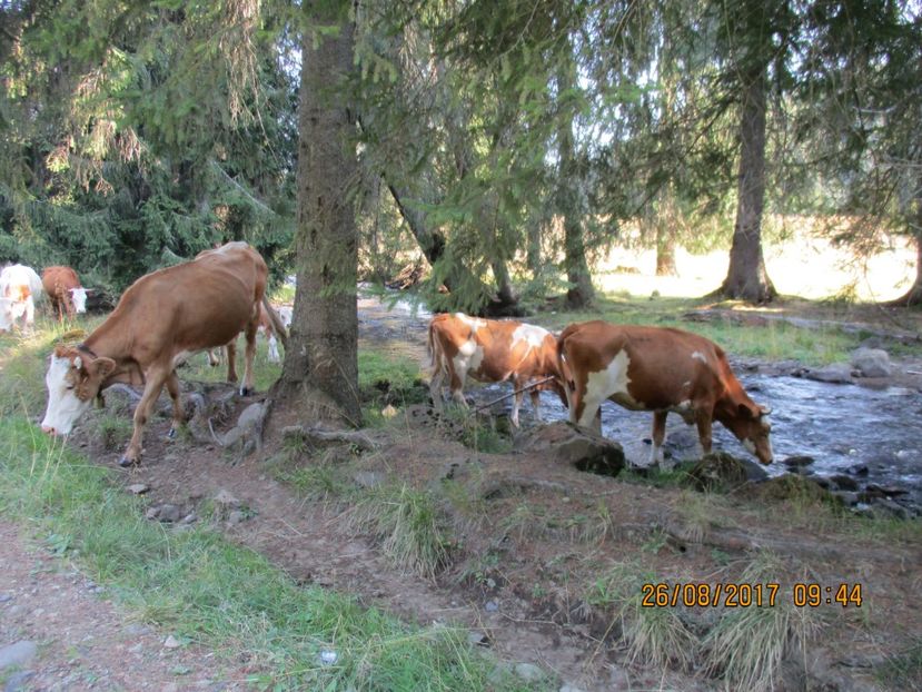  - COBORATUL DE LA STANA 2017 Dealul Alb cu vacile