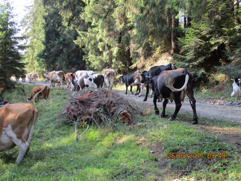  - COBORATUL DE LA STANA 2017 Dealul Alb cu vacile