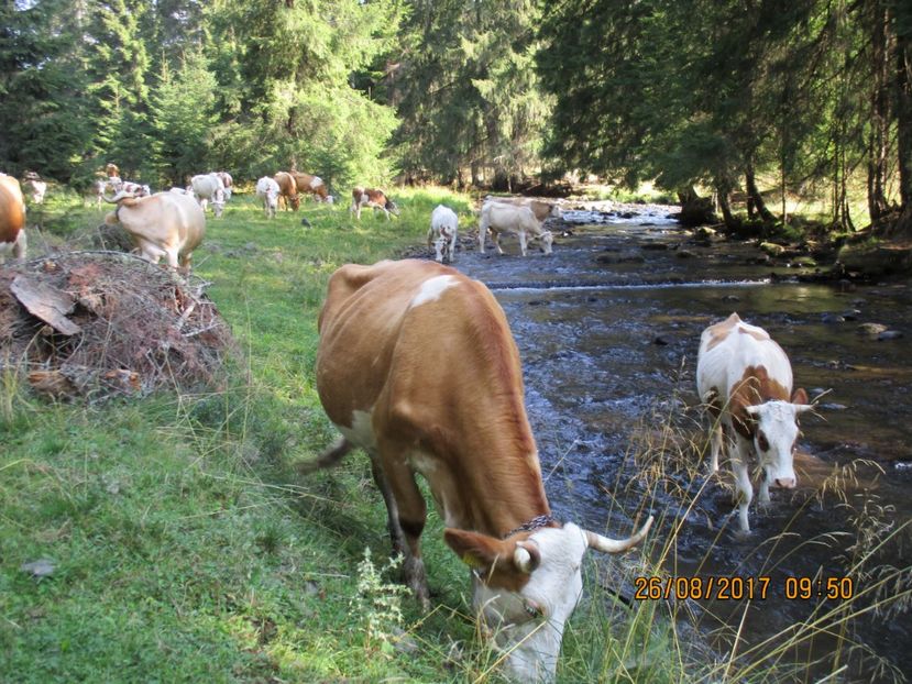  - COBORATUL DE LA STANA 2017 Dealul Alb cu vacile