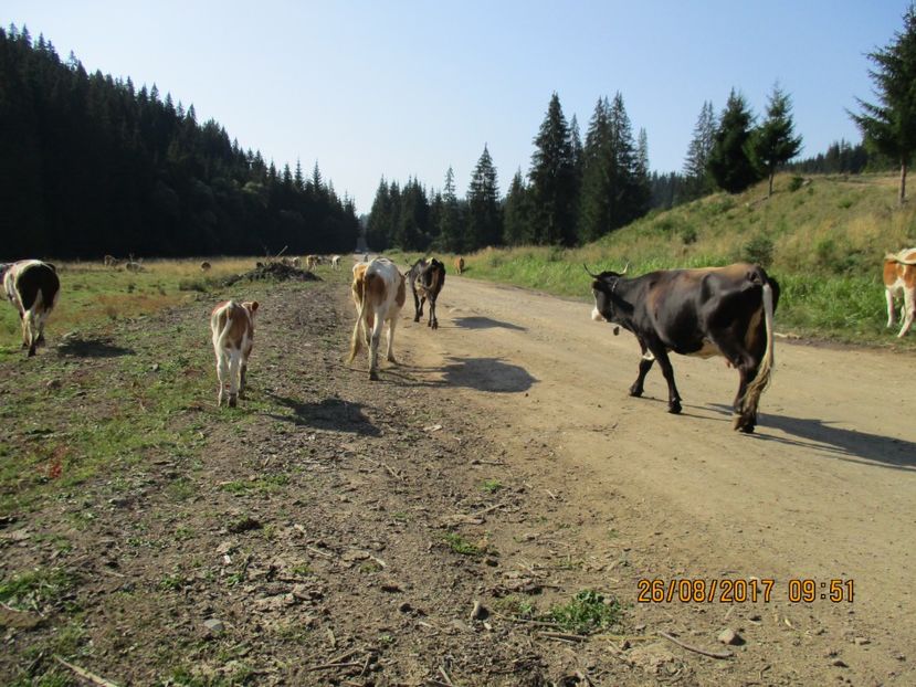  - COBORATUL DE LA STANA 2017 Dealul Alb cu vacile