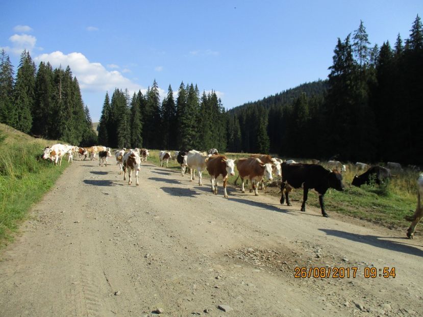  - COBORATUL DE LA STANA 2017 Dealul Alb cu vacile