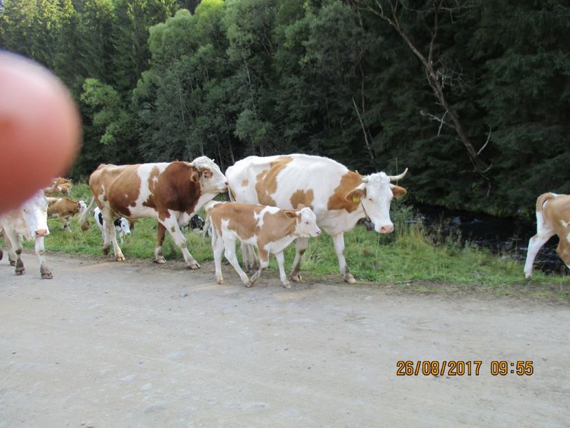  - COBORATUL DE LA STANA 2017 Dealul Alb cu vacile