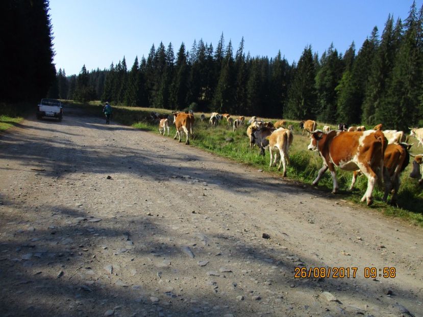  - COBORATUL DE LA STANA 2017 Dealul Alb cu vacile