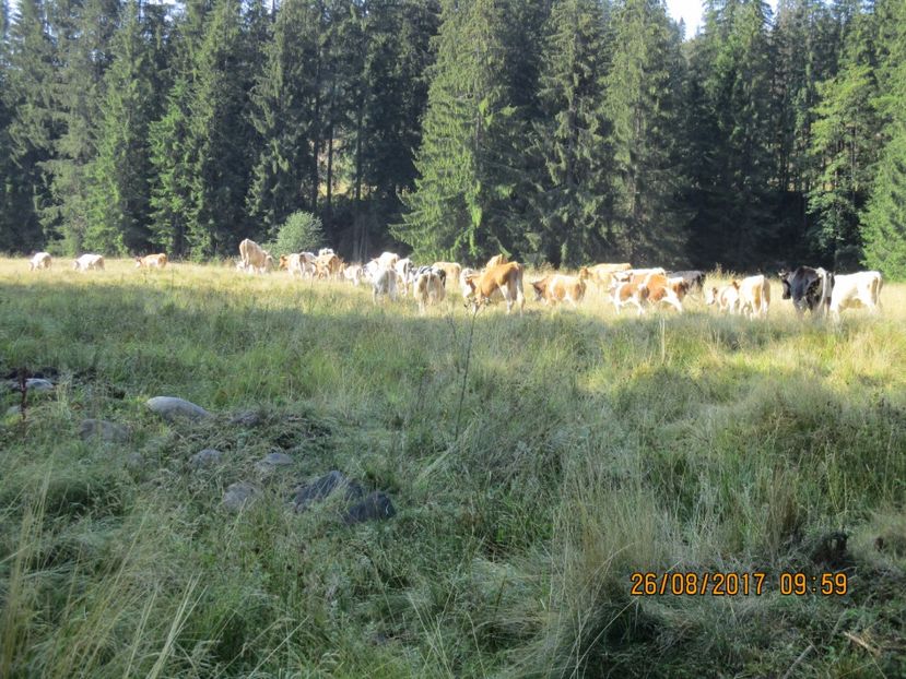  - COBORATUL DE LA STANA 2017 Dealul Alb cu vacile