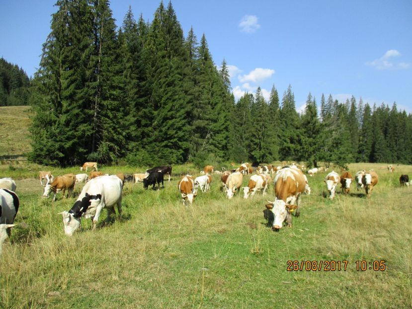  - COBORATUL DE LA STANA 2017 Dealul Alb cu vacile