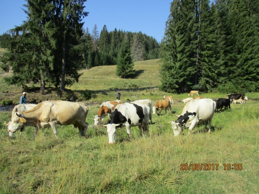  - COBORATUL DE LA STANA 2017 Dealul Alb cu vacile