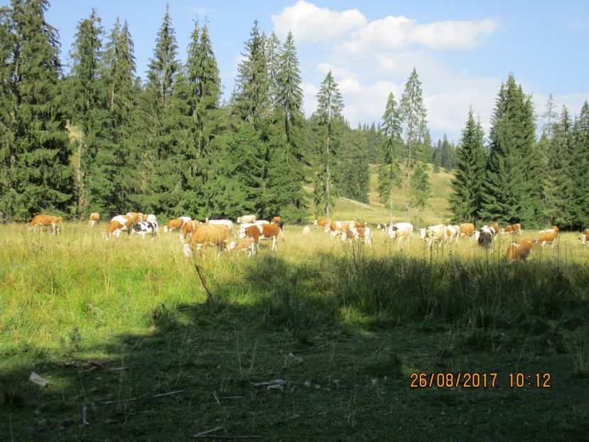  - COBORATUL DE LA STANA 2017 Dealul Alb cu vacile