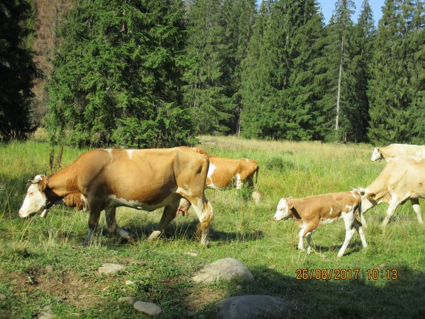  - COBORATUL DE LA STANA 2017 Dealul Alb cu vacile