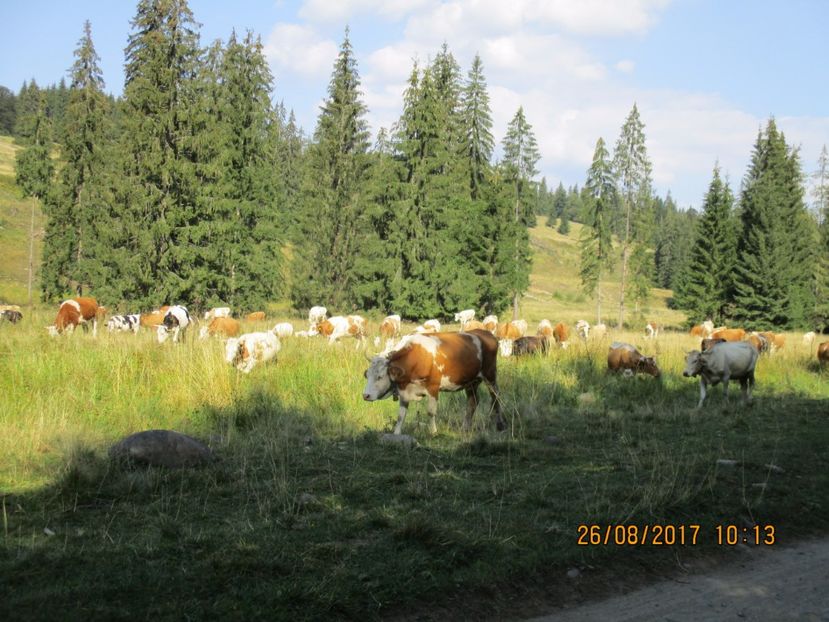  - COBORATUL DE LA STANA 2017 Dealul Alb cu vacile