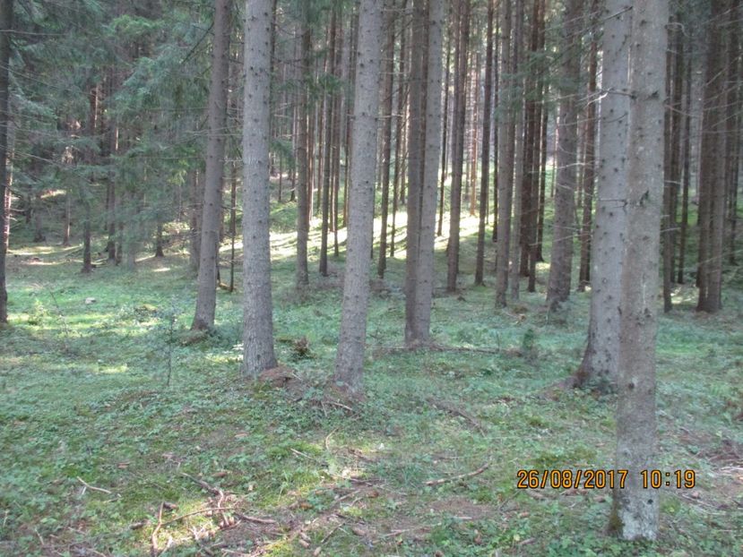  - COBORATUL DE LA STANA 2017 Dealul Alb cu vacile