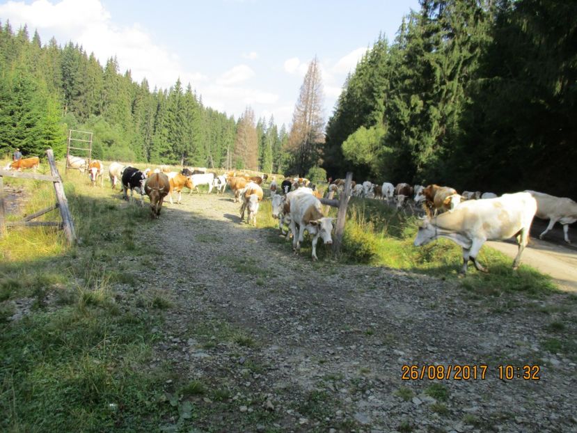  - COBORATUL DE LA STANA 2017 Dealul Alb cu vacile