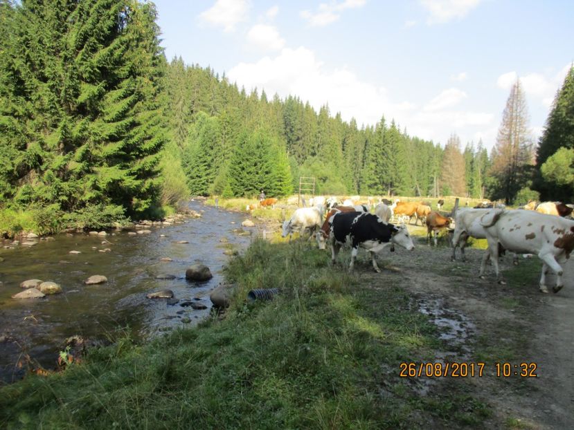  - COBORATUL DE LA STANA 2017 Dealul Alb cu vacile