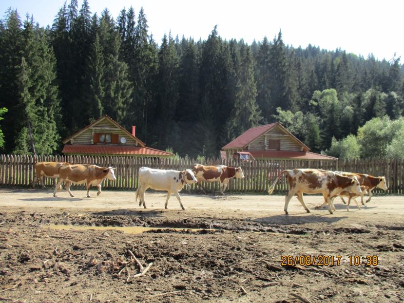  - COBORATUL DE LA STANA 2017 Dealul Alb cu vacile