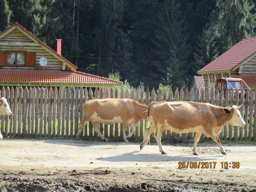  - COBORATUL DE LA STANA 2017 Dealul Alb cu vacile