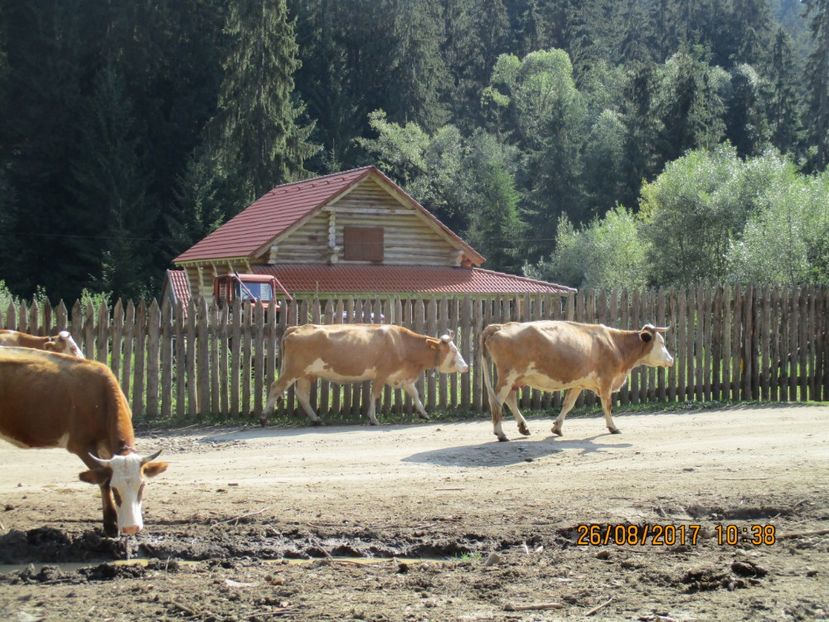  - COBORATUL DE LA STANA 2017 Dealul Alb cu vacile