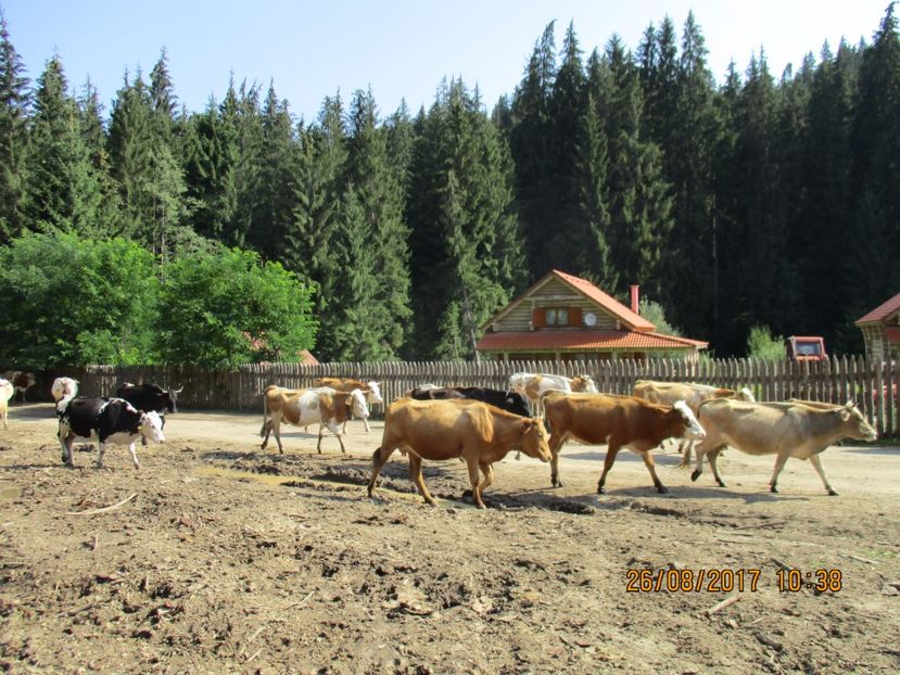  - COBORATUL DE LA STANA 2017 Dealul Alb cu vacile