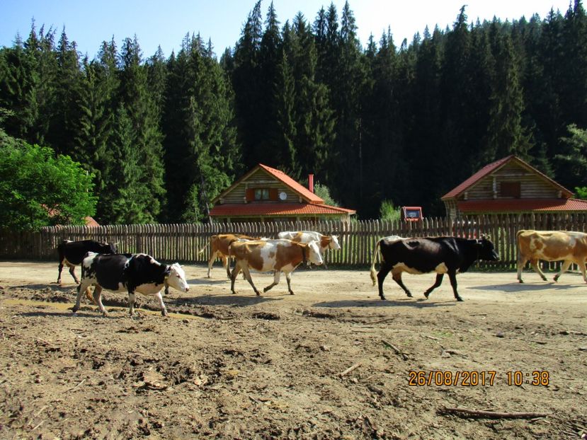  - COBORATUL DE LA STANA 2017 Dealul Alb cu vacile