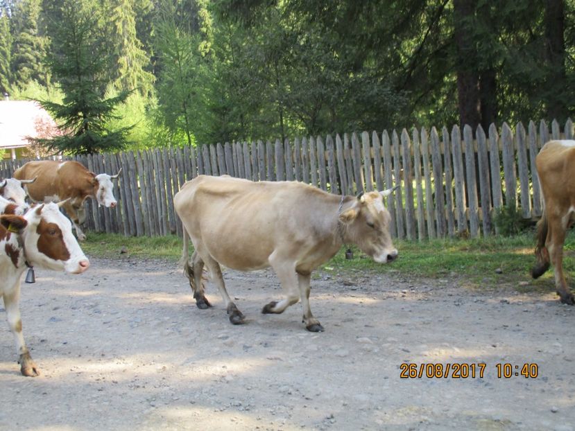  - COBORATUL DE LA STANA 2017 Dealul Alb cu vacile