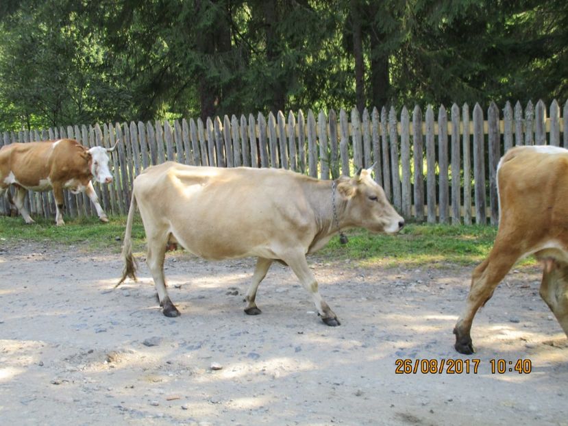  - COBORATUL DE LA STANA 2017 Dealul Alb cu vacile