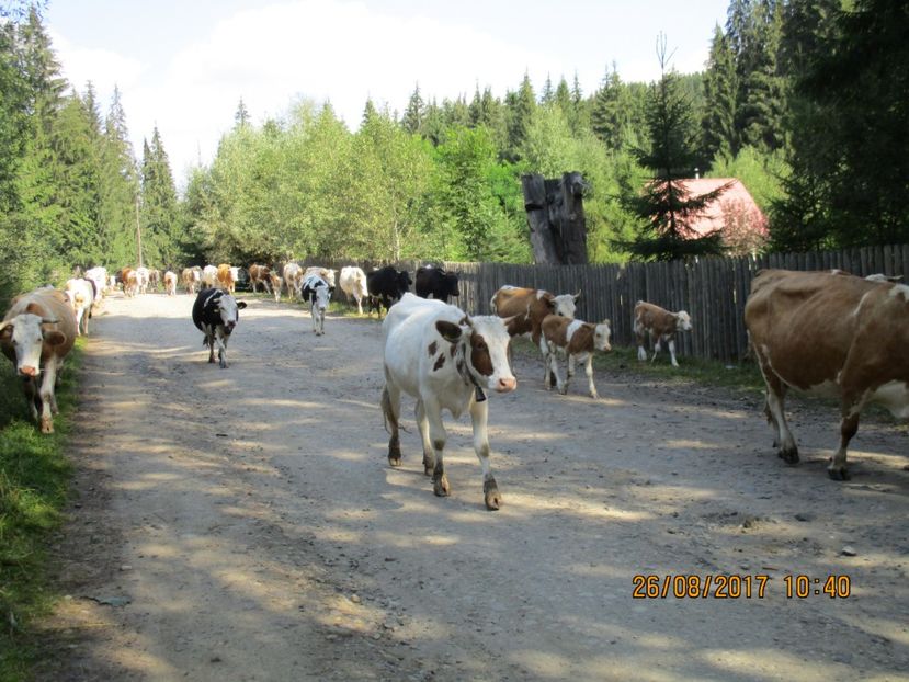  - COBORATUL DE LA STANA 2017 Dealul Alb cu vacile