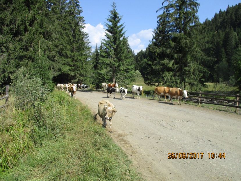  - COBORATUL DE LA STANA 2017 Dealul Alb cu vacile