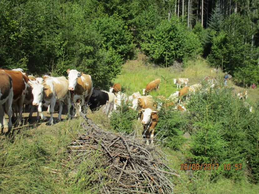  - COBORATUL DE LA STANA 2017 Dealul Alb cu vacile