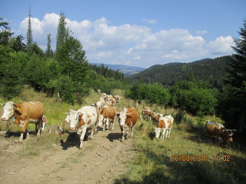  - COBORATUL DE LA STANA 2017 Dealul Alb cu vacile