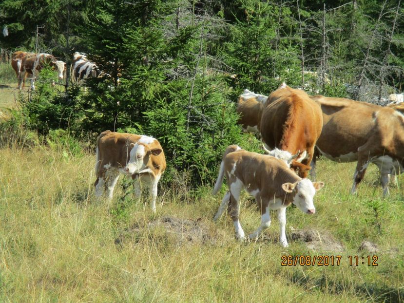  - COBORATUL DE LA STANA 2017 Dealul Alb cu vacile