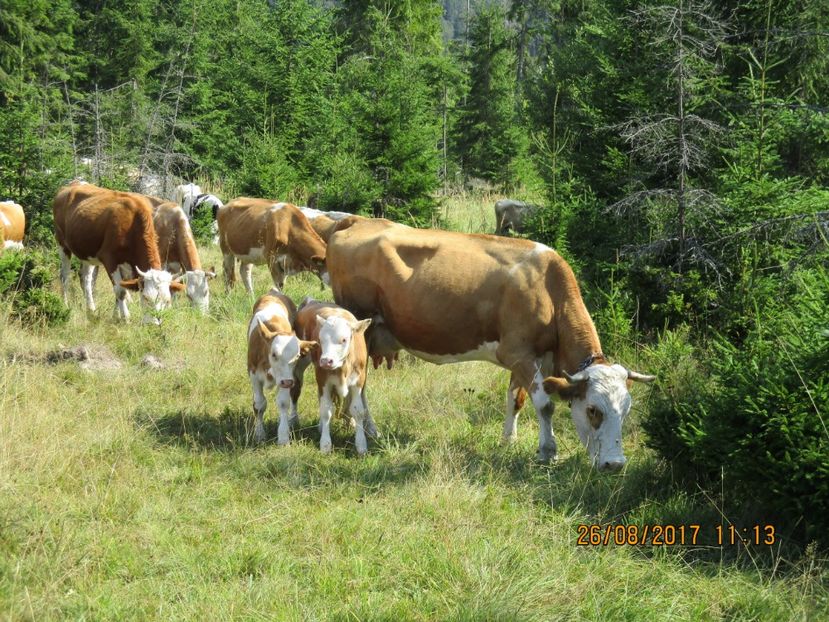  - COBORATUL DE LA STANA 2017 Dealul Alb cu vacile