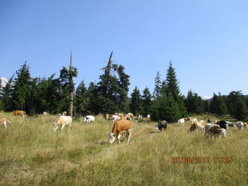  - COBORATUL DE LA STANA 2017 Dealul Alb cu vacile