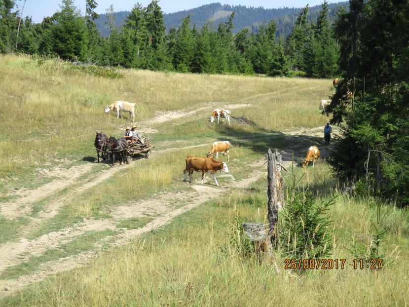  - COBORATUL DE LA STANA 2017 Dealul Alb cu vacile