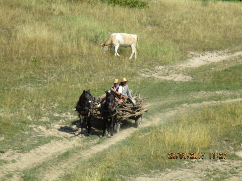  - COBORATUL DE LA STANA 2017 Dealul Alb cu vacile