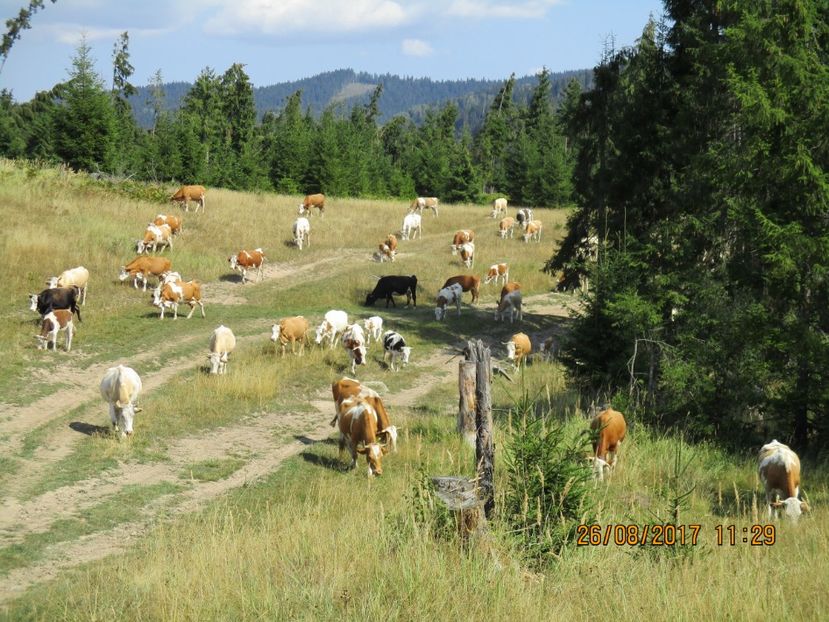  - COBORATUL DE LA STANA 2017 Dealul Alb cu vacile