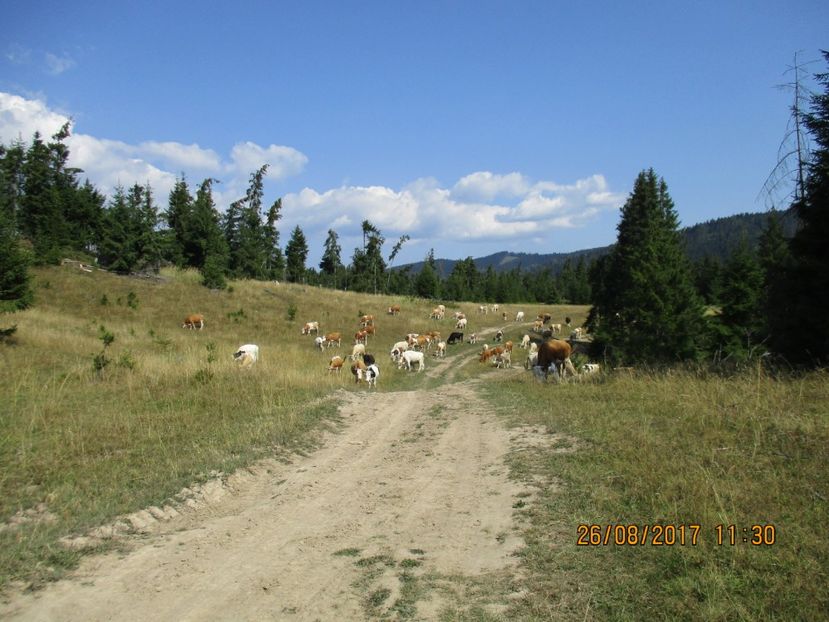  - COBORATUL DE LA STANA 2017 Dealul Alb cu vacile