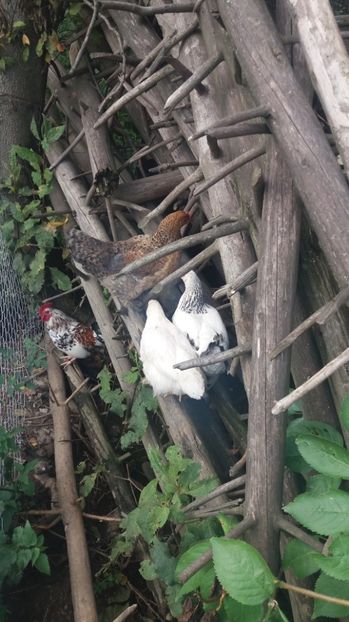  - F Gaini de tara si kabir